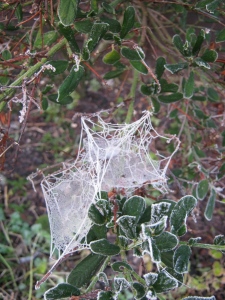 Frosty spider webs.