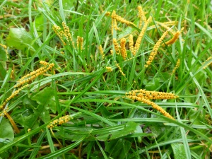 What are these eggs that appeared on my grass, anyone know?