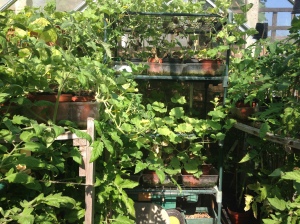 My happy little greenhouse.