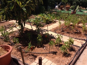 Part of Chrissie and Tony's vegetable patch.